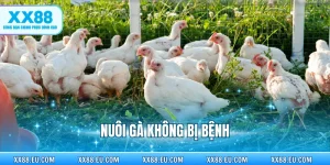 Nuôi Gà Không Bị Bệnh